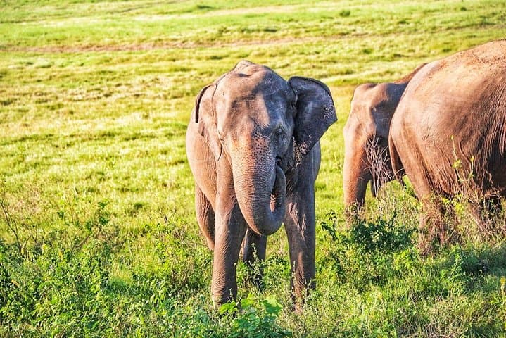 Hurulu Eco Park Private Safari with Naturalist — Habarana Jeep Safari photo 4