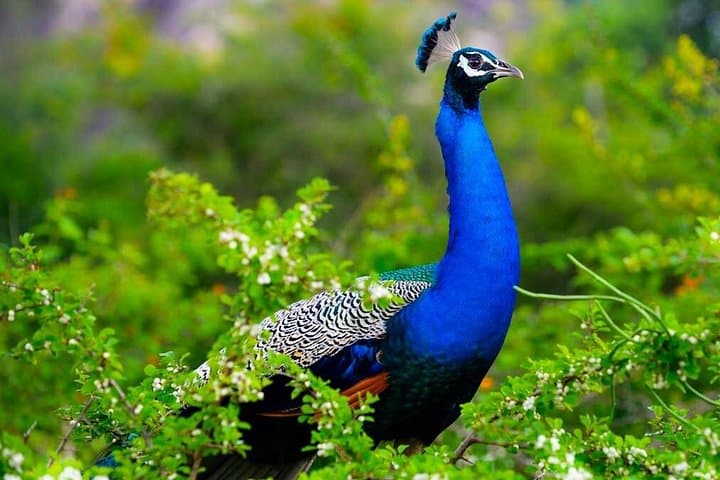 Kaudulla National Park Safari from Sigiriya: Half-Day Elephant & Birdwatching Adventure photo 2