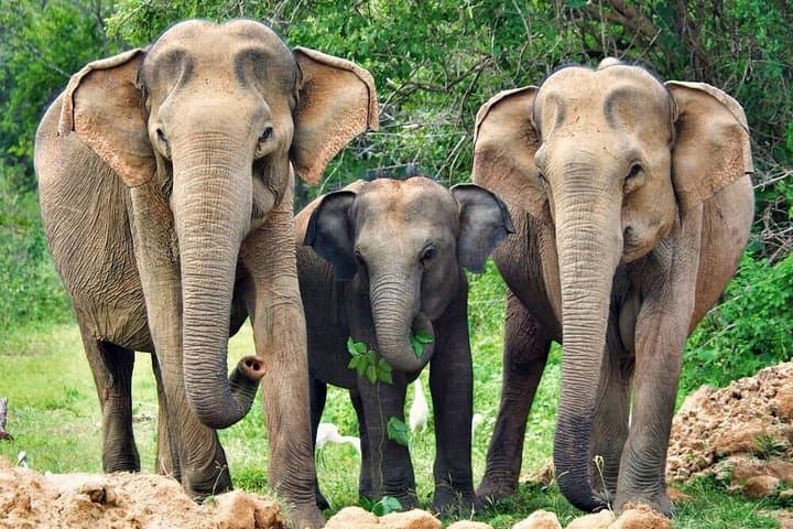 Yala National Park Leopard Safari — Half-Day Wildlife Drive from Hambantota photo 2