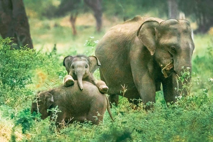 Yala National Park Leopard Safari — Half-Day Wildlife Drive from Hambantota photo 3