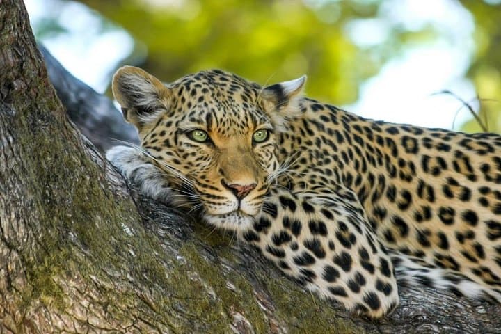 Yala National Park Leopard Safari — Half-Day Wildlife Drive from Hambantota photo 4