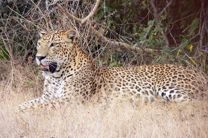 Yala National Park Leopard Safari — Half-Day Wildlife Drive from Hambantota photo 1