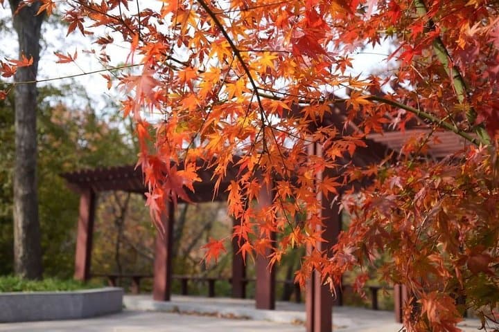 Nanjing Private English Tour: Custom 8-Hour Guided City Experience photo 6