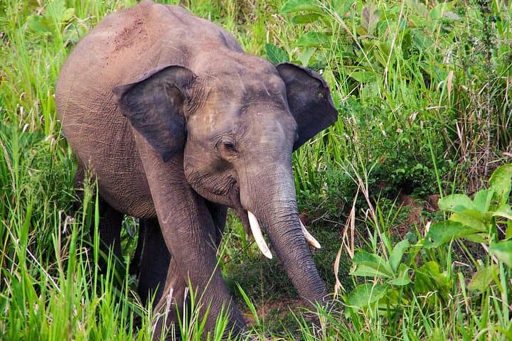 Hurulu Eco Park Private Safari with Naturalist — Habarana Jeep Safari photo 3