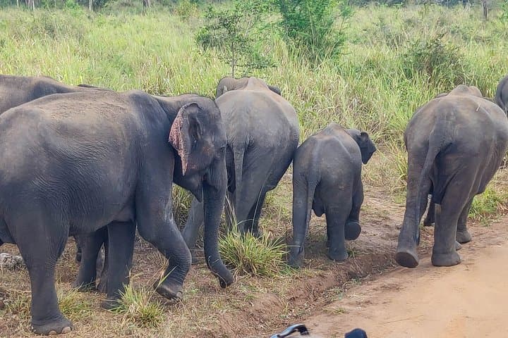 Hurulu Eco Park Private Safari with Naturalist — Habarana Jeep Safari photo 6