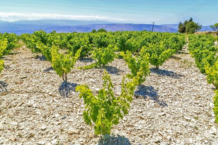 Countryside Wine Tasting: Sterna & Mastros Wineries from Paphos photo 3