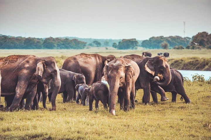 Kaudulla National Park Private Safari: Elephant Herds & Birding from Dambulla photo 4