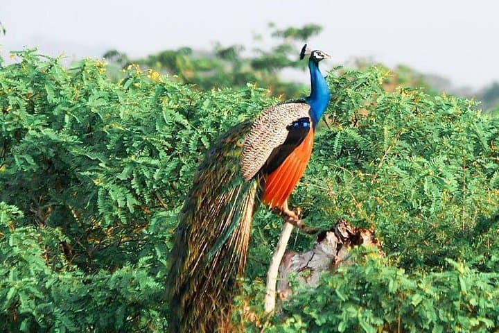 Private Yala National Park Safari with Naturalist — Leopard Spotting & 4x4 Game Drive photo 4
