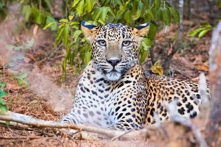 Private Yala National Park Safari with Naturalist — Leopard Spotting & 4x4 Game Drive photo 1
