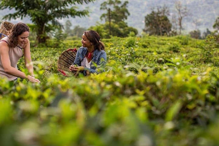 Scenic Train to Nuwara Eliya: Tea Estates, Gregory Lake & Ramboda Falls Day Trip photo 2