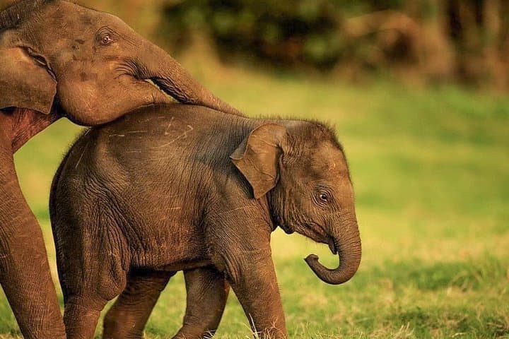 Hurulu Eco Park Private Safari from Habarana: Elephant & Birdwatching Jeep Tour