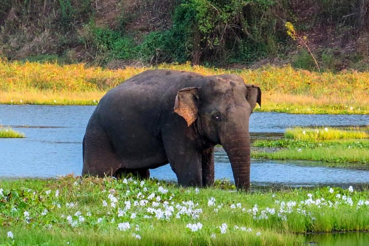 Wasgamuwa Safari: Wild Elephants, Birding & Ancient Ruins in Sri Lanka photo 1