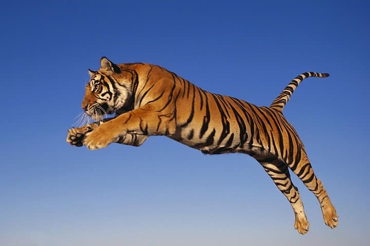 Ranthambore Tiger Safari: Full-Day Wildlife Drive from Jaipur photo 3