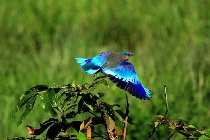 Ranthambore Tiger Safari: Full-Day Wildlife Drive from Jaipur photo 6
