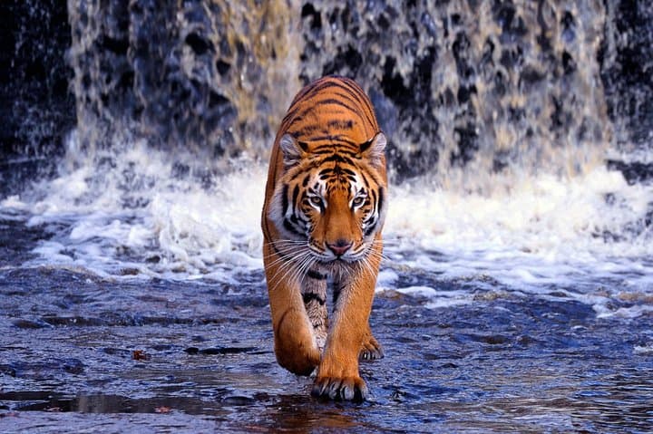 Ranthambore Tiger Safari: Full-Day Wildlife Drive from Jaipur photo 4
