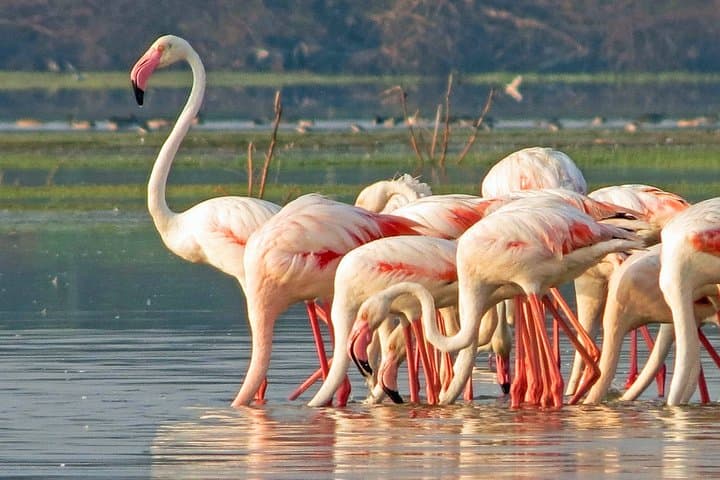 Bundala National Park Private Safari: Migratory Birds & 4x4 Wetland Adventure photo 1
