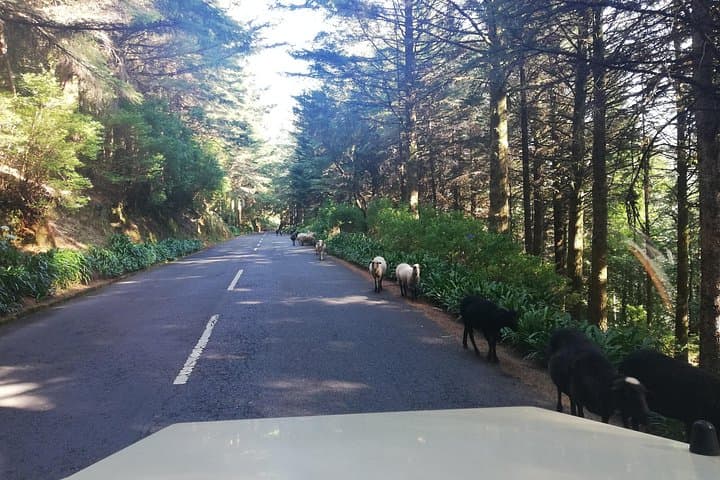 Madeira Northeast Safari: Private Santana Full-Day 4x4 Jeep Tour photo 4