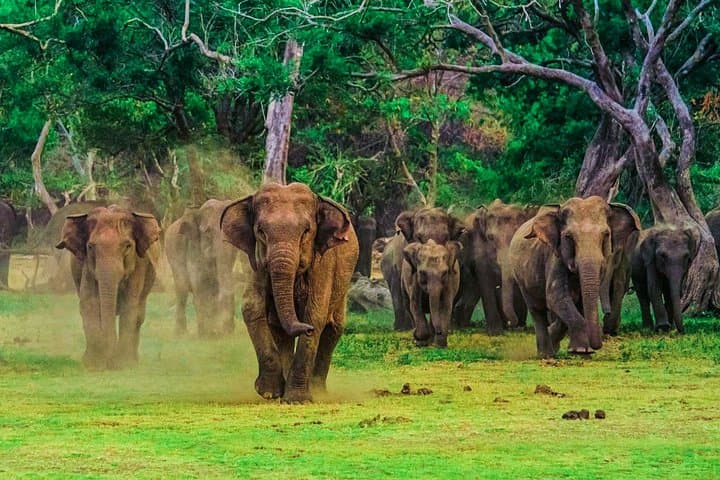 Udawalawe National Park Safari: 3-Hour Elephant and Bird-Watching Jeep Tour photo 2