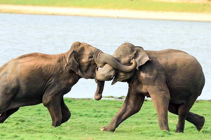 Udawalawe National Park Safari: 3-Hour Elephant and Bird-Watching Jeep Tour photo 6