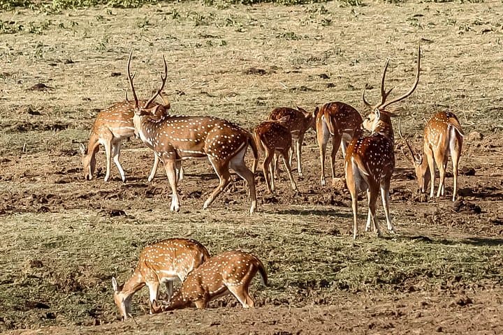 Udawalawe Safari from Panadura — Three-Hour Game Drive to See Sri Lankan Elephants photo 2