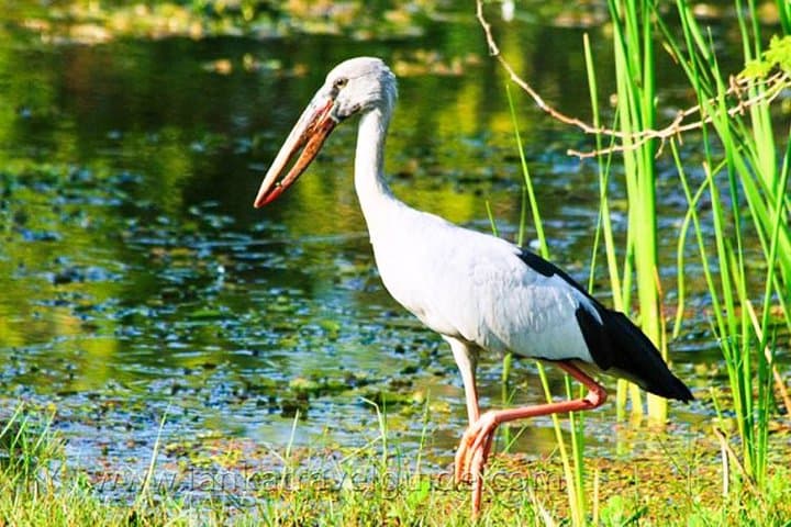 Udawalawe National Park Safari: 3-Hour Elephant and Bird-Watching Jeep Tour photo 4