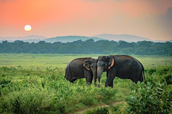 Udawalawe National Park Safari: 3-Hour Elephant and Bird-Watching Jeep Tour photo 5