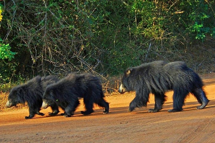 Minneriya National Park Safari from Sigiriya — Elephant Gatherings & Birding photo 2