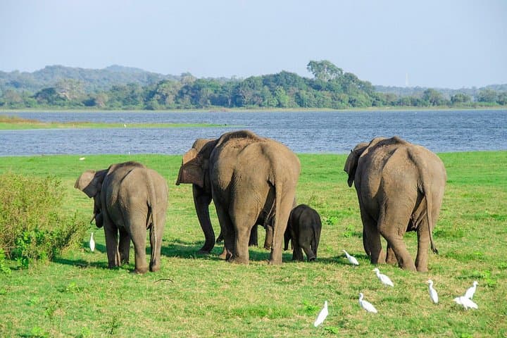 Minneriya National Park Safari from Sigiriya — Elephant Gatherings & Birding photo 1