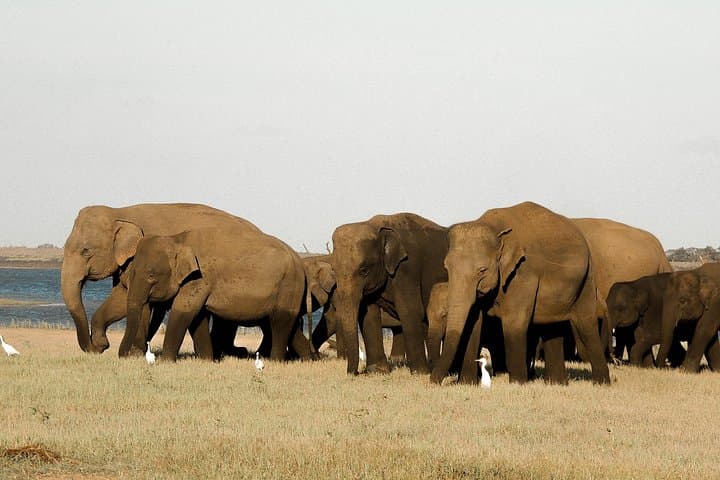 Kaudulla National Park Safari from Sigiriya: Half-Day Elephant & Birdwatching Adventure photo 1