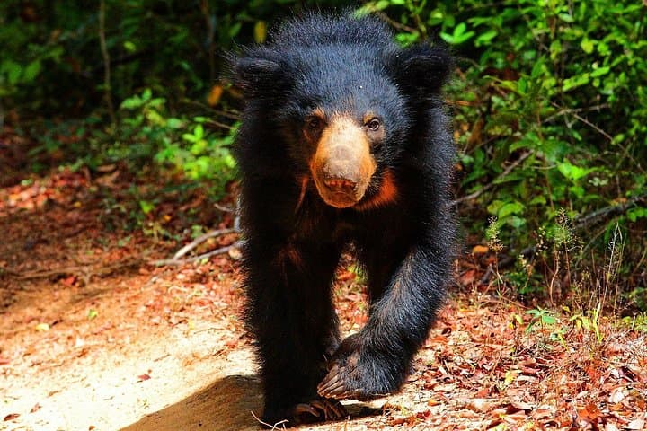 Minneriya National Park Safari from Sigiriya — Elephant Gatherings & Birding photo 4