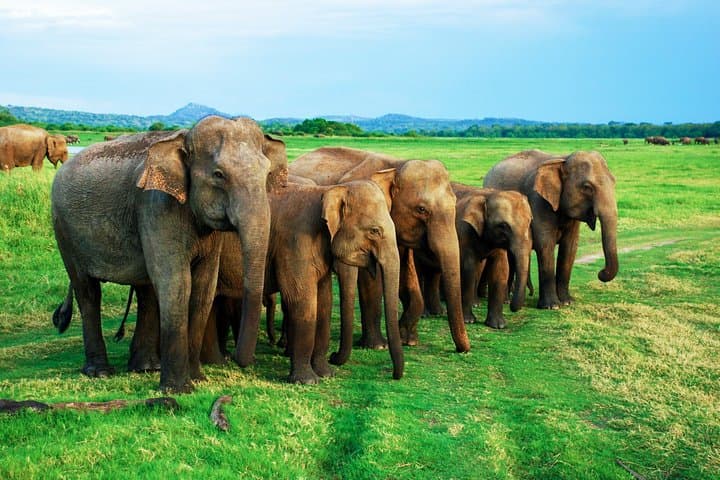 Minneriya Safari from Habarana — See Asia’s Largest Elephant Gathering photo 4