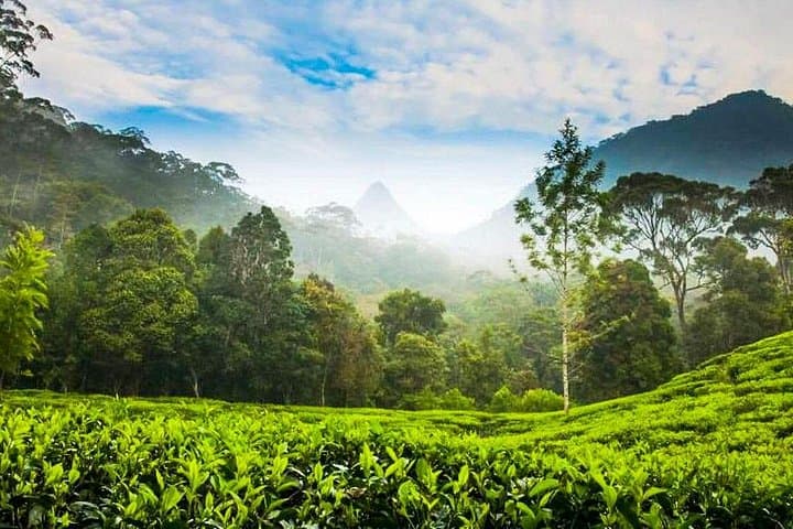 Day Trip to Nuwara Eliya Highlands from Kandy: Tea Estates, Ramboda Falls & Gregory Lake photo 2