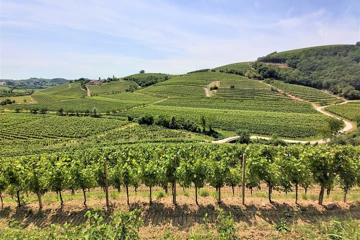E-bike Experience Through Goriška Brda Vineyards — Day Trip from Ljubljana photo 4