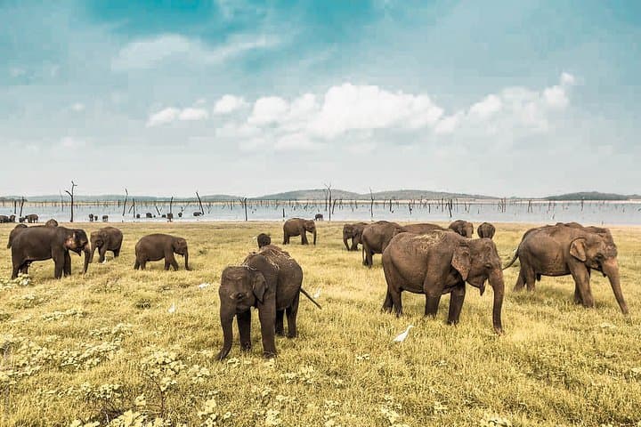 Converging Giants: 3-Hour Wild Elephant Safari at Minneriya National Park