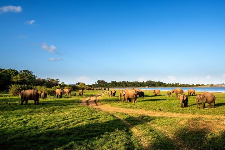 Minneriya Safari from Habarana — See Asia’s Largest Elephant Gathering photo 6