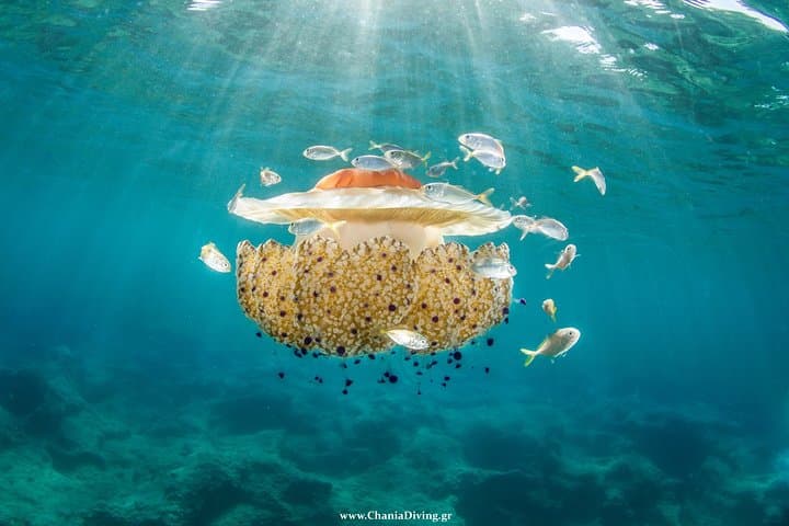 Beginner Scuba in Chania, Crete — SSI Try Scuba with Free Photos photo 4