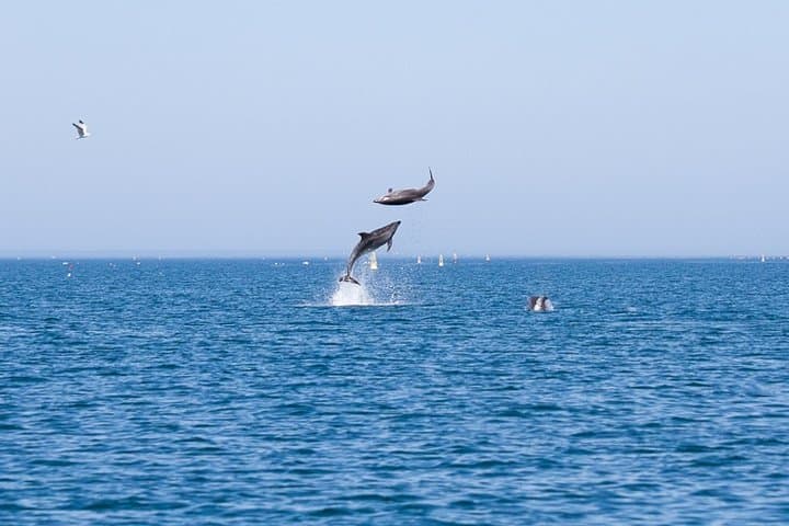 Dolphin and Wildlife Watching Tour from Faro: Ria Formosa to the Atlantic photo 3