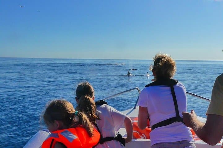Dolphin and Wildlife Watching Tour from Faro: Ria Formosa to the Atlantic photo 4