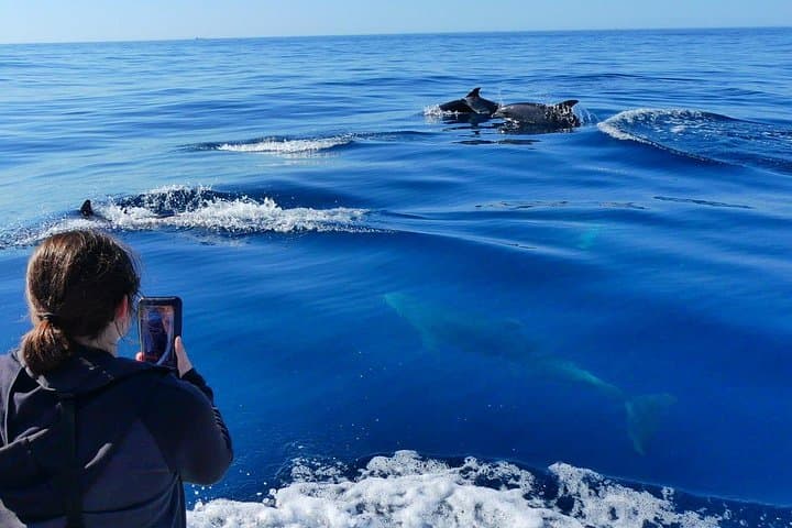 Dolphin and Wildlife Watching Tour from Faro: Ria Formosa to the Atlantic photo 2