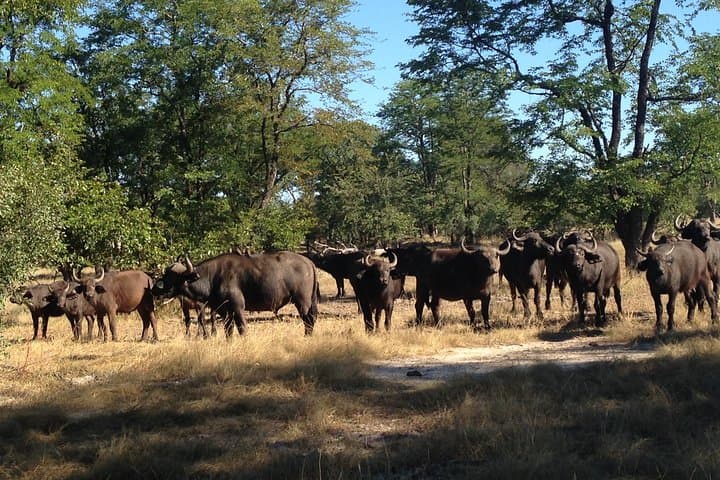 Livingstone Rhino Walk & 4x4 Game Drive at Mosi-oa-Tunya National Park photo 3
