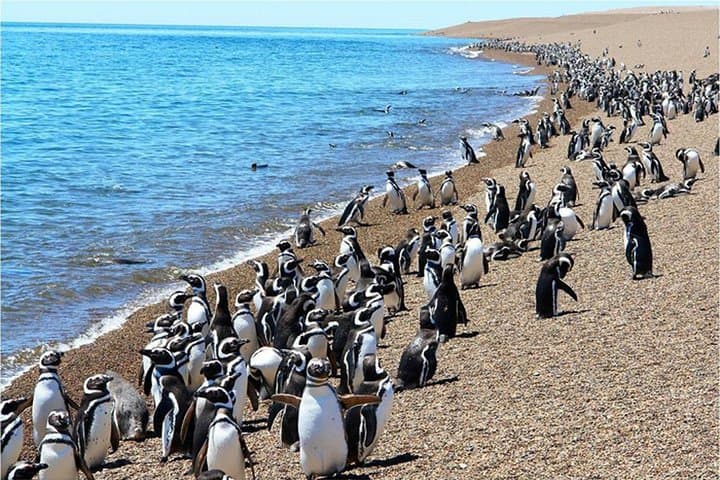 Penguin Watching at Punta Tombo — Day Tour from Puerto Madryn photo 2