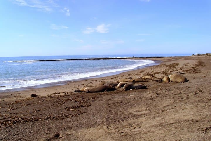 Penguin Watching at Punta Tombo — Day Tour from Puerto Madryn photo 3