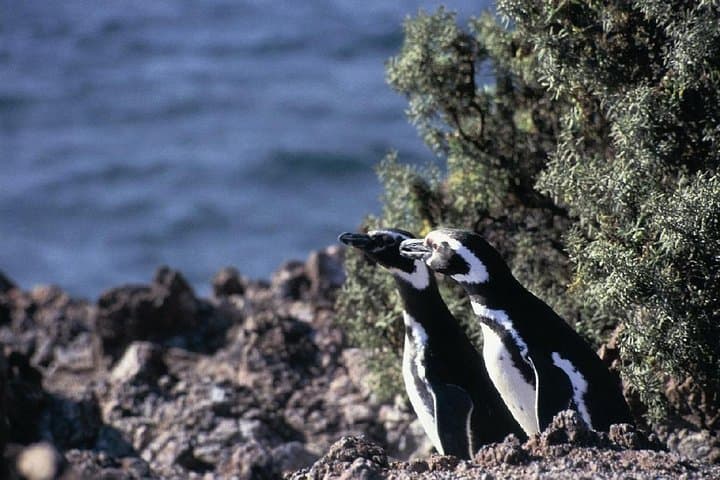 Penguin Watching at Punta Tombo — Day Tour from Puerto Madryn photo 4