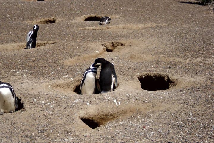 Penguin Watching at Punta Tombo — Day Tour from Puerto Madryn photo 5