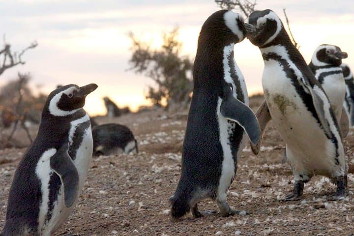 Penguin Watching at Punta Tombo — Day Tour from Puerto Madryn