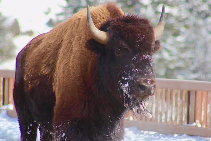 Two-Day Yellowstone Upper and Lower Loop: Geysers, Wildlife & Hot Springs photo 2