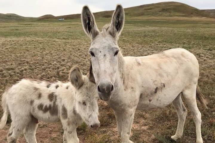 Jeep Safari and Hike in Custer State Park — Private Day Tour from Rapid City photo 6