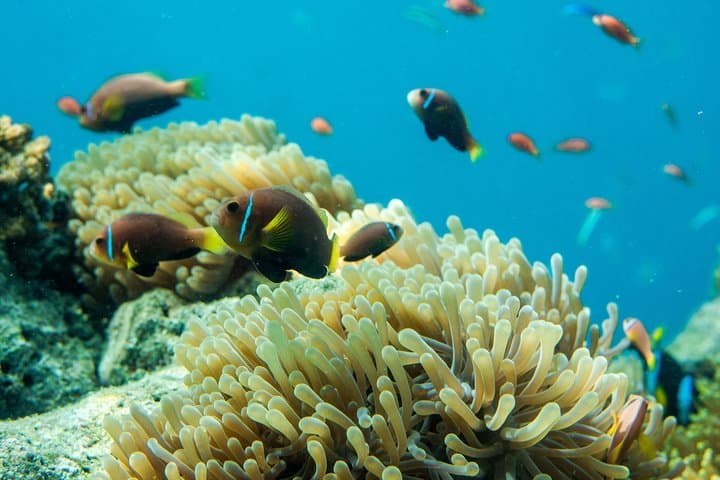 Snorkeling in Dhiffushi: Top Reefs, Wildlife & Practical Tips photo 2