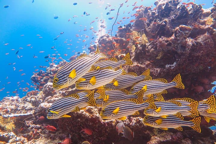Snorkeling in Dhiffushi: Top Reefs, Wildlife & Practical Tips photo 3