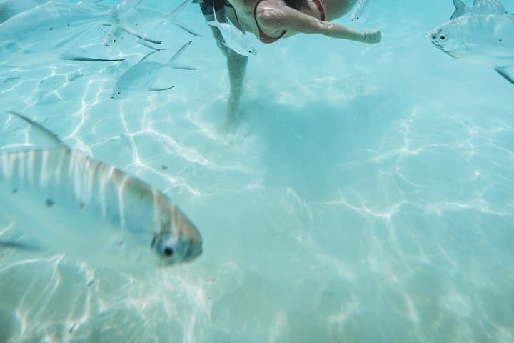 Snorkel Huraa's Reefs: Half-Day Dhoani Trip to Turtles & Rays photo 4